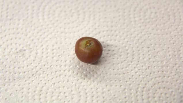 Illustration for article titled 16 Grapes That, When Arranged Just So, Resemble A Hugely Muscular Ant